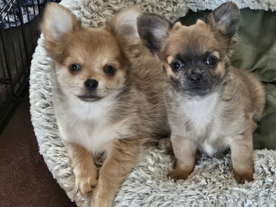 IKC Registered (pending) Chihuahua puppies in Clare ⭐️