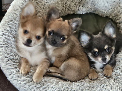 IKC Registered (pending) Chihuahua puppies in Clare ⭐️