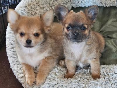 IKC Registered (pending) Chihuahua puppies in Clare ⭐️