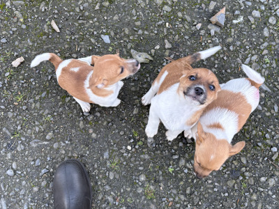 Jack Russell puppies for sale in Clare