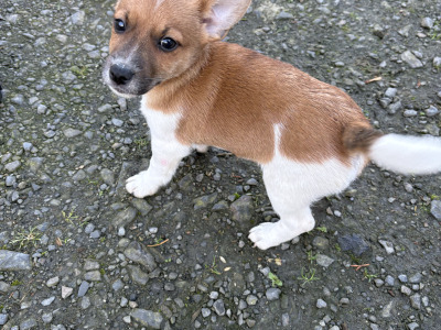 Jack Russell puppies for sale in Clare
