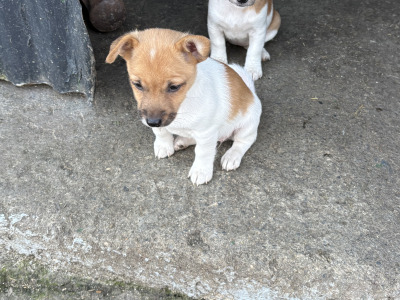 Jack Russell puppies for sale in Clare