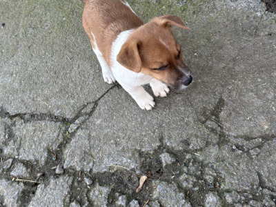 Jack Russell puppies for sale in Clare