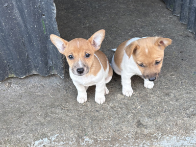 Jack Russell puppies for sale in Clare