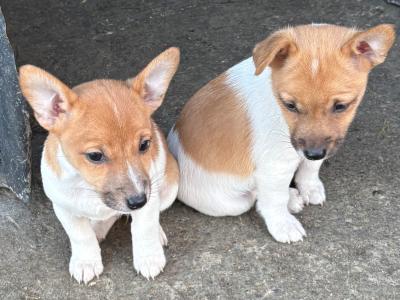 Jack Russell puppies for sale in Clare