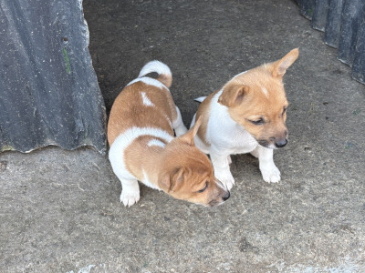 Jack Russell puppies for sale in Clare