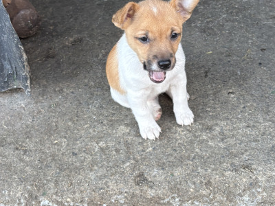 Jack Russell puppies for sale in Clare