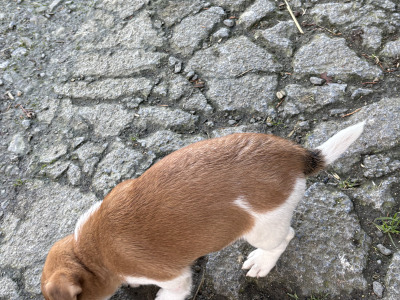 Jack Russell puppies for sale in Clare
