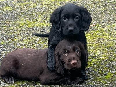 Cocker Spaniel puppies in Kildare looking for new homes