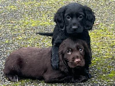 Cocker Spaniel puppies in Kildare looking for new homes