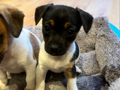 Small Breed Jack Russell puppies in Kerry