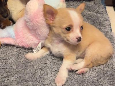 Chihuahua puppies in Limerick