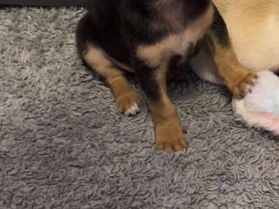 Chihuahua puppies in Limerick