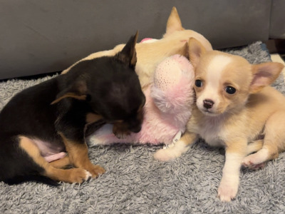Chihuahua puppies in Limerick