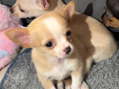Chihuahua puppies in Limerick