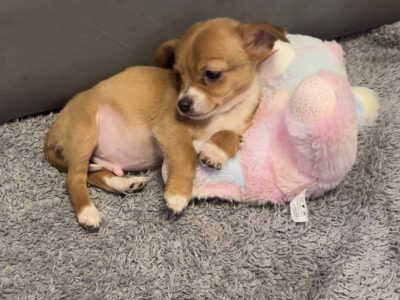 Chihuahua puppies in Limerick
