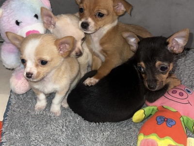 Chihuahua puppies in Limerick