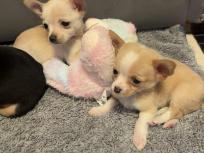 Chihuahua puppies in Limerick