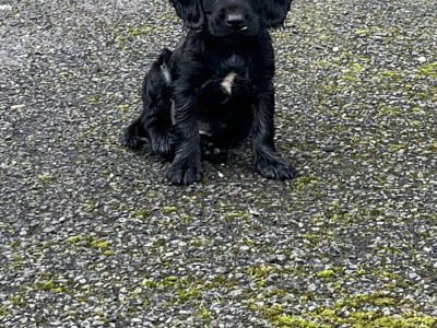 Cocker Spaniel puppies in Kildare looking for new homes