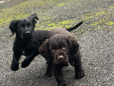 Cocker Spaniel puppies in Kildare looking for new homes