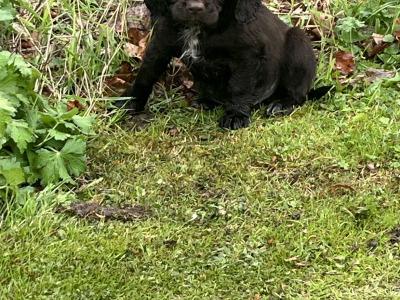 Cocker Spaniel puppies in Kildare looking for new homes