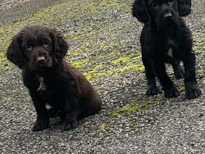 Cocker Spaniel puppies in Kildare looking for new homes