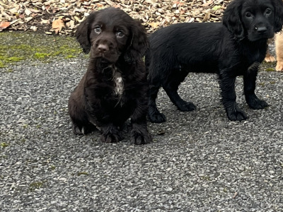 Cocker Spaniel puppies in Kildare looking for new homes