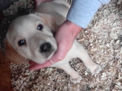 Purebred Labrador puppies in Wexford
