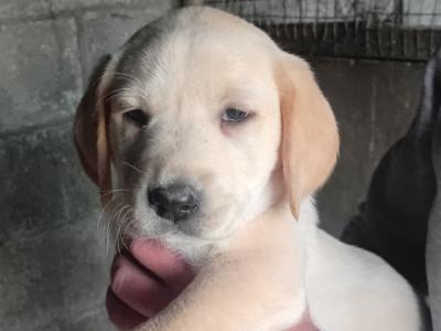 Purebred Labrador puppies in Wexford
