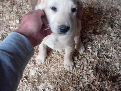 Purebred Labrador puppies in Wexford