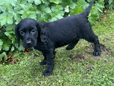 Cocker Spaniel puppies in Kildare looking for new homes