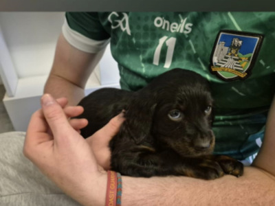 Male Gordon Setter puppy (IKC Pending) in Limerick