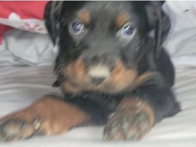 Male Gordon Setter puppy (IKC Pending) in Limerick