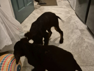Male Gordon Setter puppy (IKC Pending) in Limerick