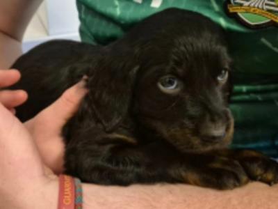 Male Gordon Setter puppy (IKC Pending) in Limerick