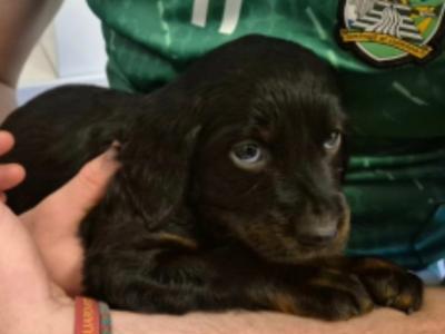 IKC Registered (pending) male Gordon Setter puppy in Limerick