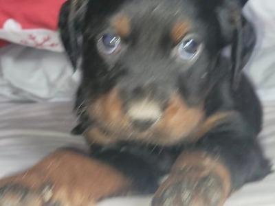 Male Gordon Setter puppy (IKC Pending) in Limerick