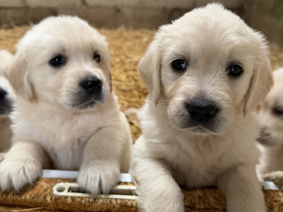 Gorgeous Golden Retriever puppies in Wexford