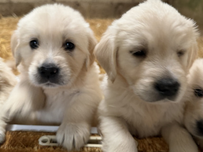 Gorgeous Golden Retriever puppies in Wexford