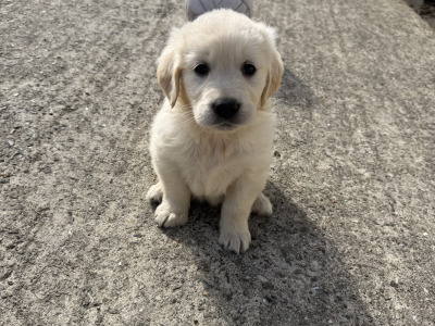 Gorgeous Golden Retriever puppies in Wexford