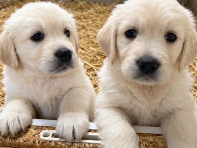 Gorgeous Golden Retriever puppies in Wexford
