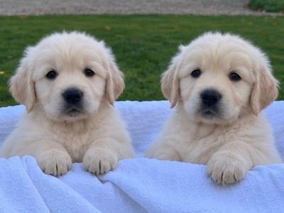 Gorgeous Golden Retriever puppies in Wexford