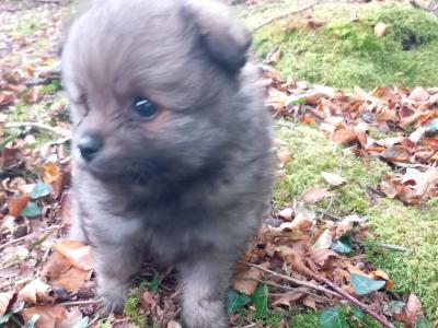 Male Pomeranian puppy in Galway ready for his new home