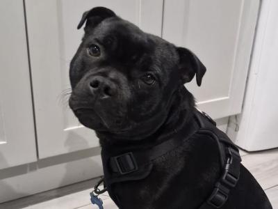 Tommy is a beautiful 8-month-old male Staffordshire Bull Terrier puppy in Dublin