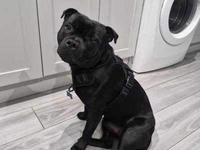 Tommy is a beautiful IKC Registered 8-month-old male Staffordshire Bull Terrier puppy in Dublin