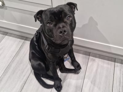Tommy is a beautiful 8-month-old male Staffordshire Bull Terrier puppy in Dublin
