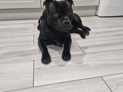 Tommy is a beautiful 8-month-old male Staffordshire Bull Terrier puppy in Dublin