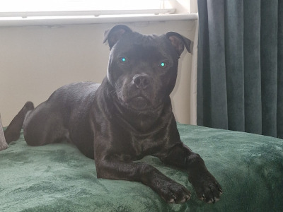 Tommy is a beautiful 8-month-old male Staffordshire Bull Terrier puppy in Dublin