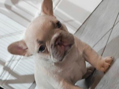 KC Registered French Bulldog Girl Pup last one