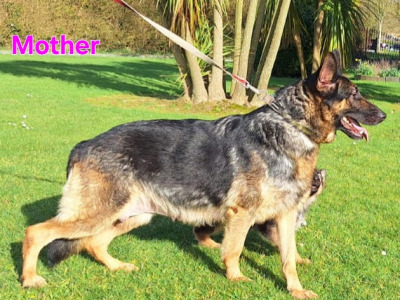 IKC Registered Straight Back German Shepperd puppies in Waterford